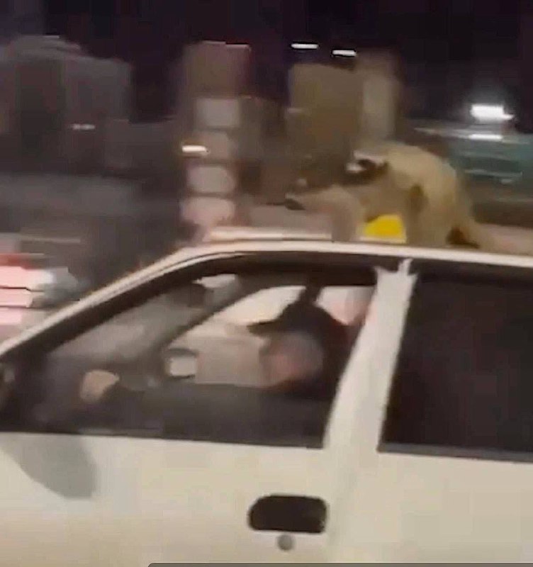 Приключения енотов на крыше такси в Сочи