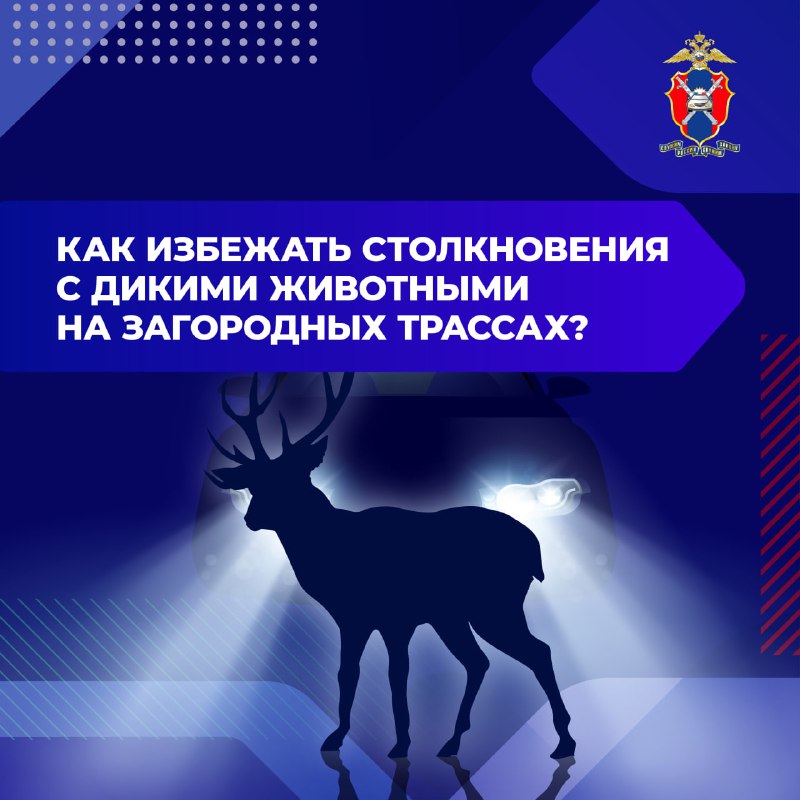 Как предотвратить столкновения с дикими животными на загородных дорогах