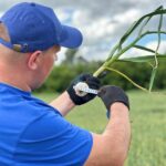 Прибыльный аграрный бизнес: как заработать на чесноке