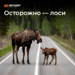 Опасность на дорогах: как защититься от столкновений с лосями