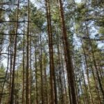 Таксисты из Курганской области высадили 13 тысяч сосен в честь 80-летия Победы