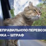 Правила безопасной перевозки домашних животных на личном авто