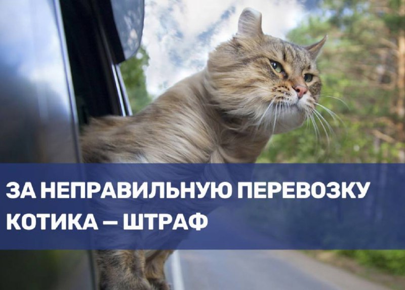 Правила безопасной перевозки домашних животных на личном авто