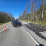 Водитель-иностранец сбежал после смертельной аварии с участием лося в Ленинградской области