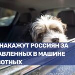Ответственность за оставление животных в горячих автомобилях
