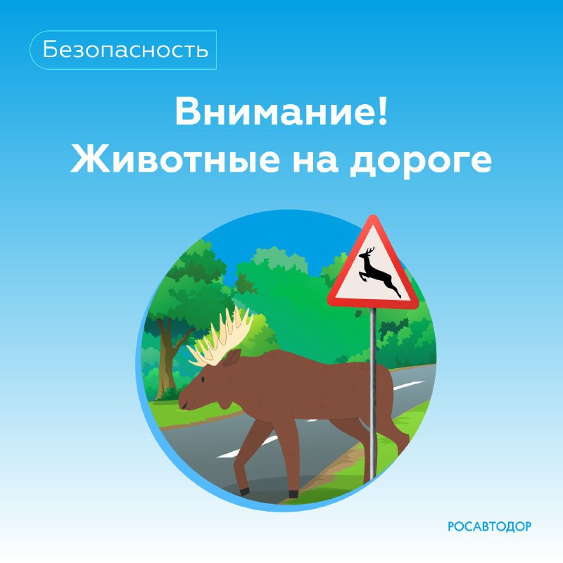 Что делать при столкновении с дикими животными на дороге летом Что делать при столкновении с дикими животными на дороге летом