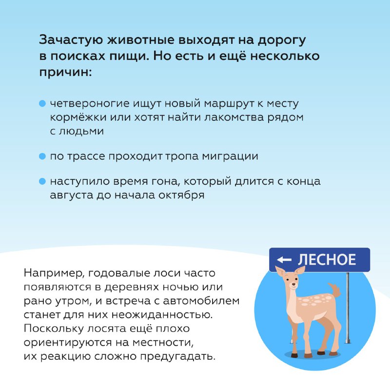 Что делать при столкновении с дикими животными на дороге летом Что делать при столкновении с дикими животными на дороге летом