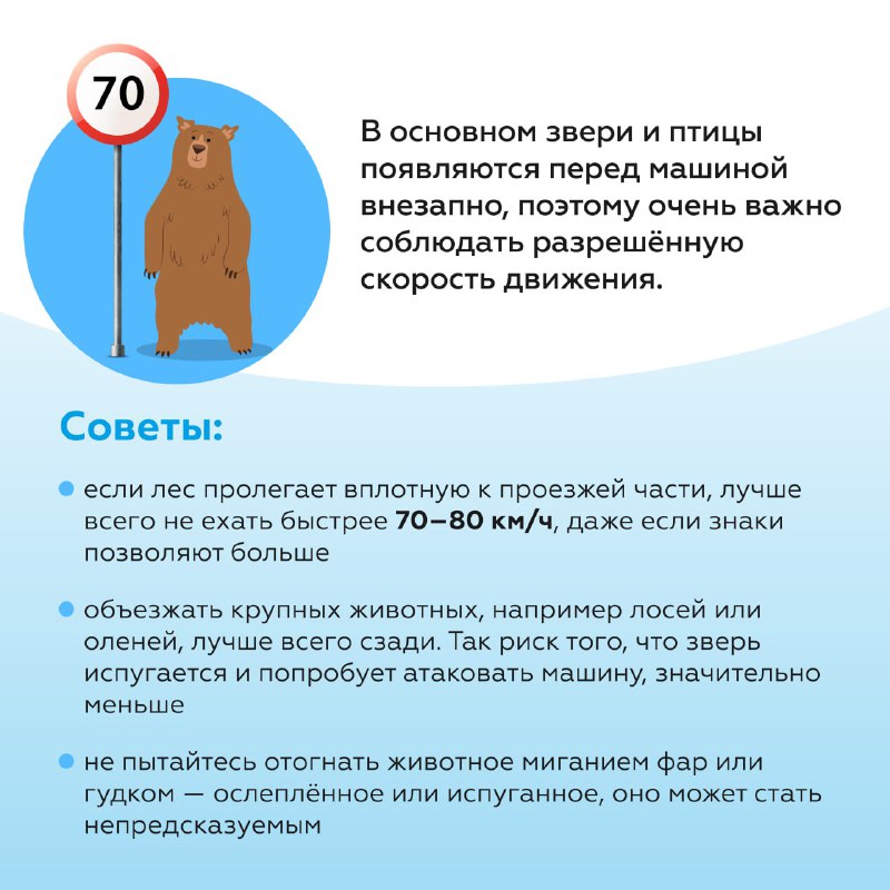 Что делать при столкновении с дикими животными на дороге летом Что делать при столкновении с дикими животными на дороге летом
