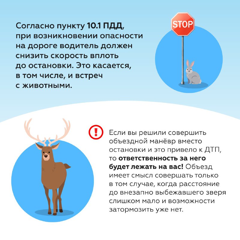 Что делать при столкновении с дикими животными на дороге летом Что делать при столкновении с дикими животными на дороге летом