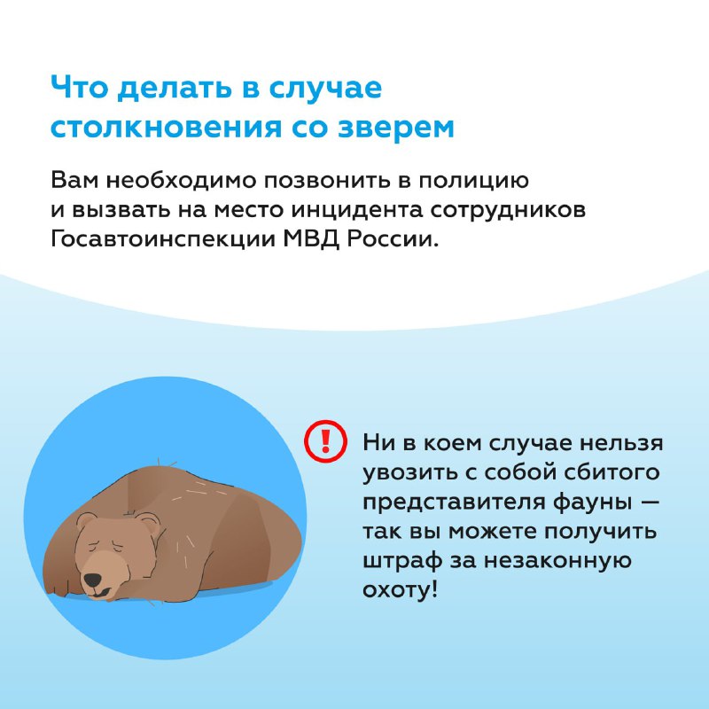 Что делать при столкновении с дикими животными на дороге летом Что делать при столкновении с дикими животными на дороге летом