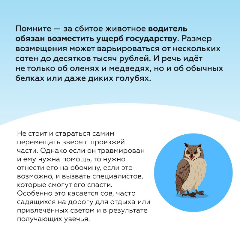 Что делать при столкновении с дикими животными на дороге летом Что делать при столкновении с дикими животными на дороге летом