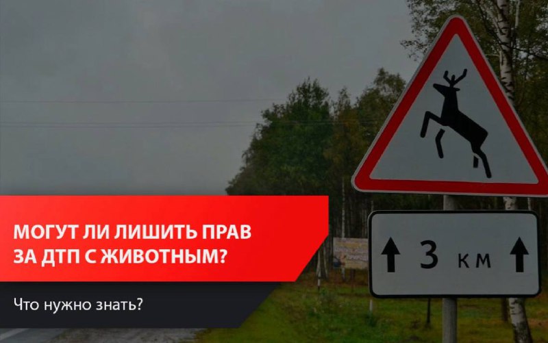 Можно ли лишиться водительских прав за столкновение с животным? Можно ли лишиться водительских прав за столкновение с животным?