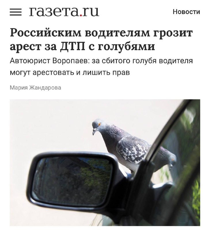 Ответственность водителей за сбитых птиц и оставление места ДТП в России