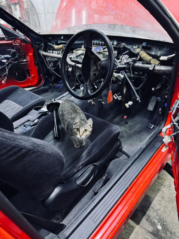 🐕 Пушистый DRIVE2Косточки бывают разные.