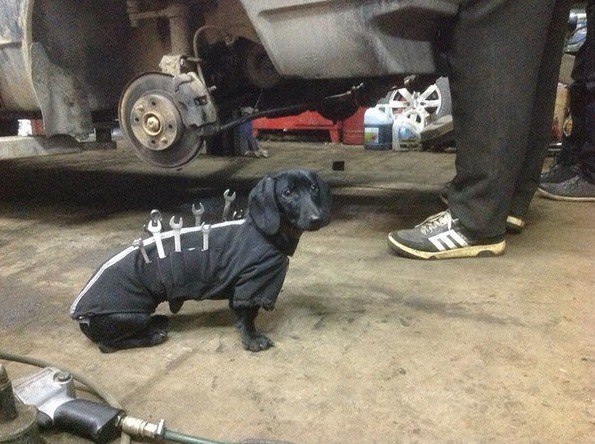 🐕 Пушистый DRIVE2Косточки бывают разные.