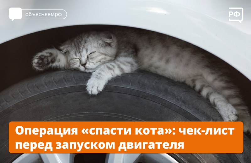 🐈С наступлением холодов бездомные котики могут забираться на колёса или под капот машин: они греются у тёплого двигателя. 🐈С наступлением холодов бездомные котики могут забираться на колёса или под капот машин: они греются у тёплого двигателя.