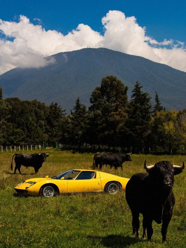История легендарного логотипа Lamborghini: символ силы и страсти История легендарного логотипа Lamborghini: символ силы и страсти