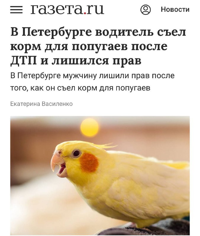 Петербуржец потерял права после ДТП из-за съеденного корма для попугая с содержанием конопли Петербуржец потерял права после ДТП из-за съеденного корма для попугая с содержанием конопли