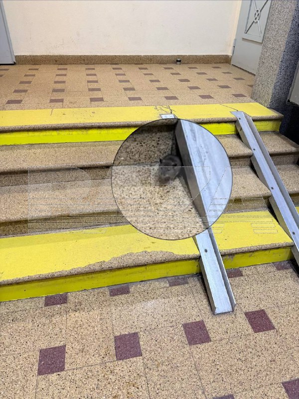 Проблема нашествия крыс в жилом комплексе после строительства эстакады Проблема нашествия крыс в жилом комплексе после строительства эстакады