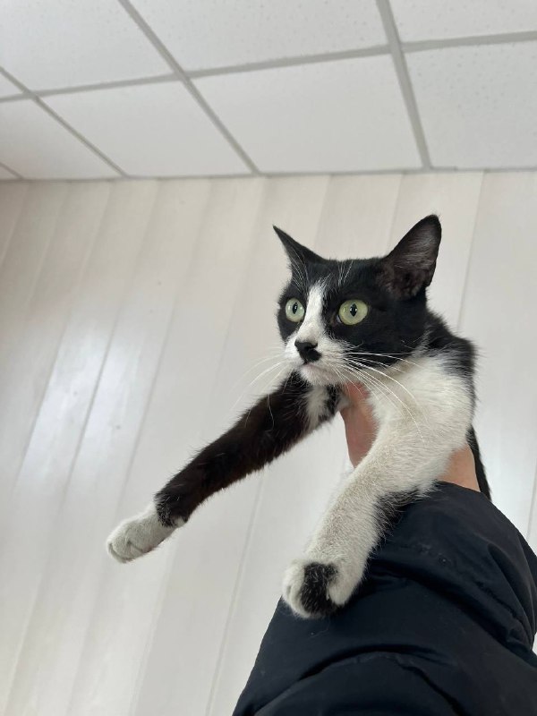 🐈⬛Неожиданный поворот обычного дежурства: пришлось искать временный дом четверым котятам, обнаруженным в салоне машины нетрезвого «бесправника», автоинспекторам в Красноярском крае 🚔Находясь на маршруте патрулирования в Нижнеингашском районе, инспекторы обратили внимание на автомобиль, который двигался с увеличенной скоростью. 🐈⬛Неожиданный поворот обычного дежурства: пришлось искать временный дом четверым котятам, обнаруженным в салоне машины нетрезвого «бесправника», автоинспекторам в Красноярском крае 🚔Находясь на маршруте патрулирования в Нижнеингашском районе, инспекторы обратили внимание на автомобиль, который двигался с увеличенной скоростью.