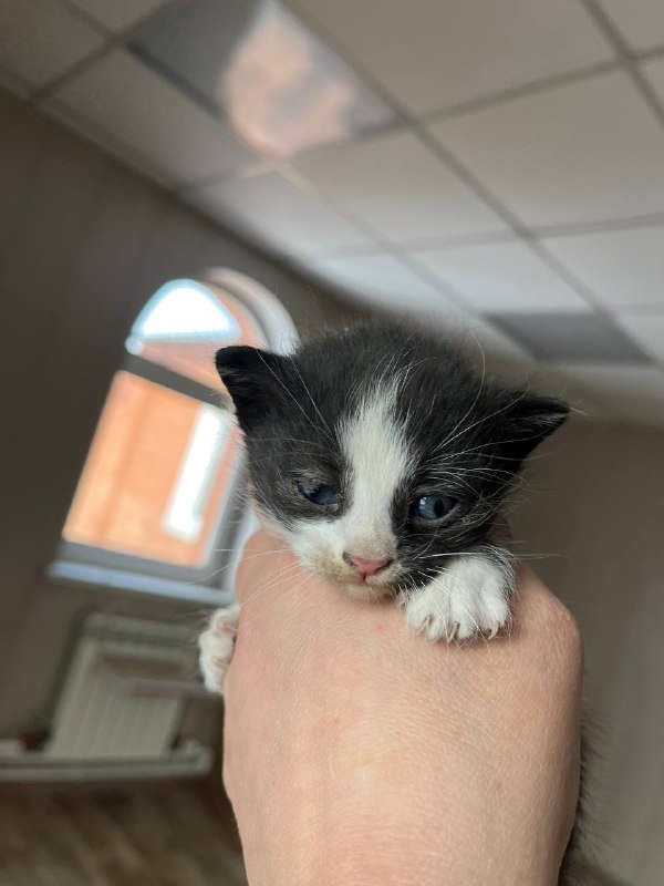 🐈⬛Неожиданный поворот обычного дежурства: пришлось искать временный дом четверым котятам, обнаруженным в салоне машины нетрезвого «бесправника», автоинспекторам в Красноярском крае 🚔Находясь на маршруте патрулирования в Нижнеингашском районе, инспекторы обратили внимание на автомобиль, который двигался с увеличенной скоростью. 🐈⬛Неожиданный поворот обычного дежурства: пришлось искать временный дом четверым котятам, обнаруженным в салоне машины нетрезвого «бесправника», автоинспекторам в Красноярском крае 🚔Находясь на маршруте патрулирования в Нижнеингашском районе, инспекторы обратили внимание на автомобиль, который двигался с увеличенной скоростью.