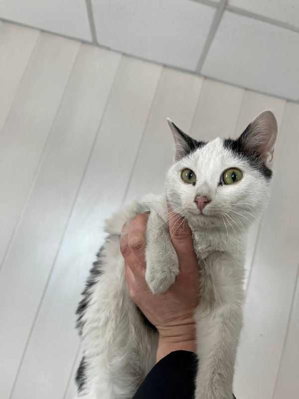 🐈⬛Неожиданный поворот обычного дежурства: пришлось искать временный дом четверым котятам, обнаруженным в салоне машины нетрезвого «бесправника», автоинспекторам в Красноярском крае 🚔Находясь на маршруте патрулирования в Нижнеингашском районе, инспекторы обратили внимание на автомобиль, который двигался с увеличенной скоростью. 🐈⬛Неожиданный поворот обычного дежурства: пришлось искать временный дом четверым котятам, обнаруженным в салоне машины нетрезвого «бесправника», автоинспекторам в Красноярском крае 🚔Находясь на маршруте патрулирования в Нижнеингашском районе, инспекторы обратили внимание на автомобиль, который двигался с увеличенной скоростью.