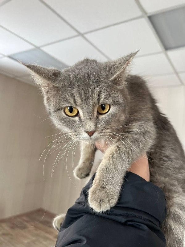 🐈⬛Неожиданный поворот обычного дежурства: пришлось искать временный дом четверым котятам, обнаруженным в салоне машины нетрезвого «бесправника», автоинспекторам в Красноярском крае 🚔Находясь на маршруте патрулирования в Нижнеингашском районе, инспекторы обратили внимание на автомобиль, который двигался с увеличенной скоростью. 🐈⬛Неожиданный поворот обычного дежурства: пришлось искать временный дом четверым котятам, обнаруженным в салоне машины нетрезвого «бесправника», автоинспекторам в Красноярском крае 🚔Находясь на маршруте патрулирования в Нижнеингашском районе, инспекторы обратили внимание на автомобиль, который двигался с увеличенной скоростью.