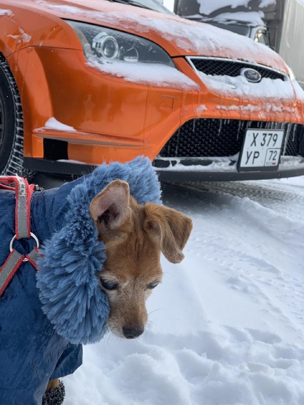 Автомобильные предпочтения любителей домашних животных: стереотипы и реальность Автомобильные предпочтения любителей домашних животных: стереотипы и реальность
