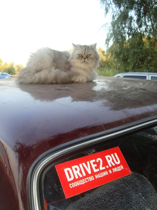 Автомобильные предпочтения любителей домашних животных: стереотипы и реальность Автомобильные предпочтения любителей домашних животных: стереотипы и реальность