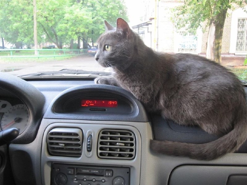 Автомобильные предпочтения любителей домашних животных: стереотипы и реальность Автомобильные предпочтения любителей домашних животных: стереотипы и реальность
