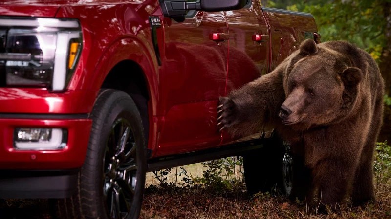 Ford проверил противоугонную систему пикапа F-150 с помощью медведя Ford проверил противоугонную систему пикапа F-150 с помощью медведя