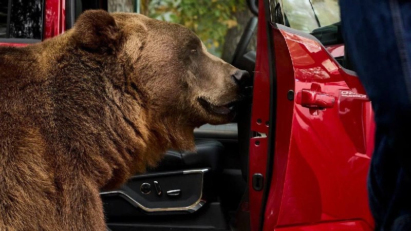 Ford проверил надежность противоугонной системы F-150 с помощью медведя