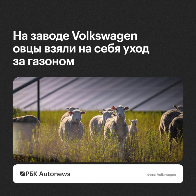 На заводе Volkswagen в Польше начали использовать овец для стрижки газона На заводе Volkswagen в Польше начали использовать овец для стрижки газона