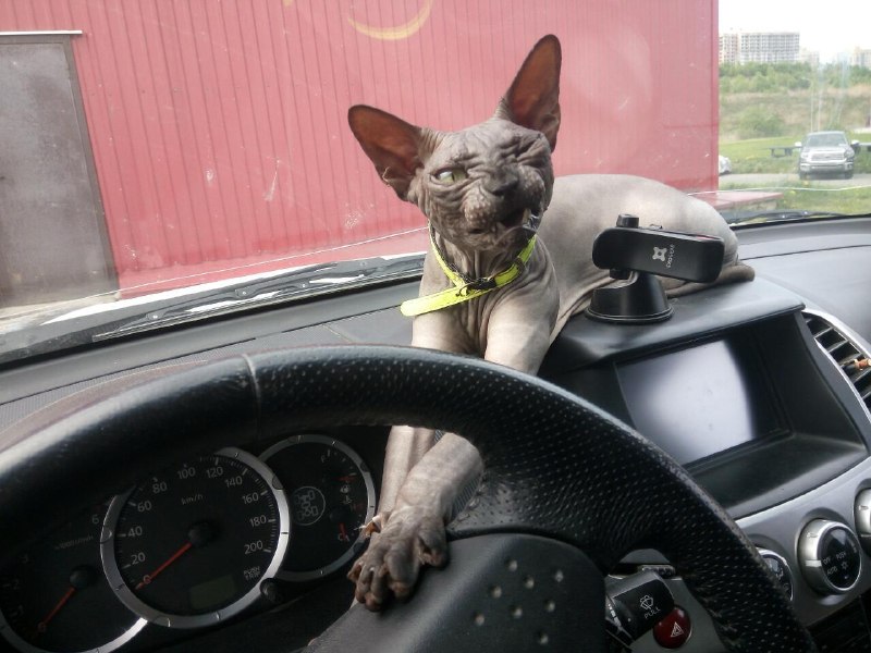 Охранная система Барс: пушистый DRIVE2 Охранная система Барс: пушистый DRIVE2