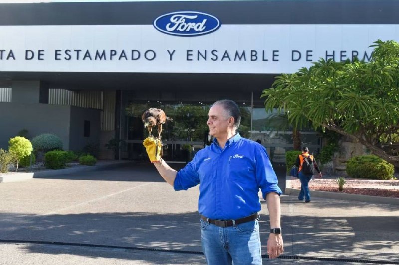 Ястреб Эль-Чарро на службе Ford: как хищник спасает завод от голубей