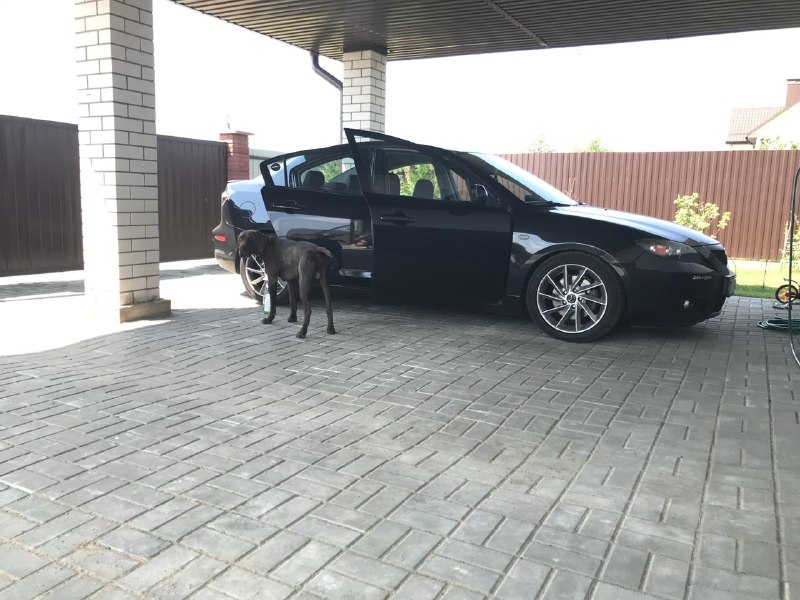 Автомобили для питомцев: климат на стоянке и другие полезные функции Автомобили для питомцев: климат на стоянке и другие полезные функции