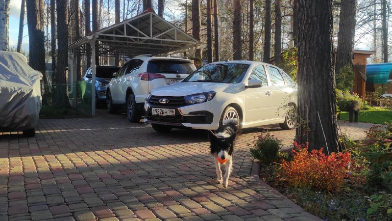 Автомобили для питомцев: климат на стоянке и другие полезные функции Автомобили для питомцев: климат на стоянке и другие полезные функции